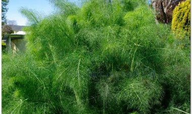 Thì là, Thìa là, rau thìa là, phăk si (Lào - Vientian), aneth (Pháp) (Anethum graveolens L. (Peucedanum graveolens Benth. et Hook.))