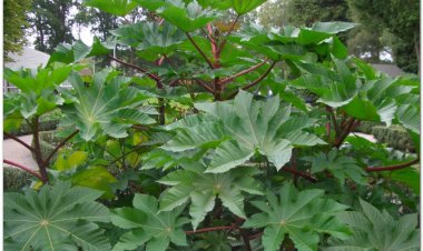 Thầu dầu, đu đủ tía, dầu ve, tỳ ma (Ricinus communis L)