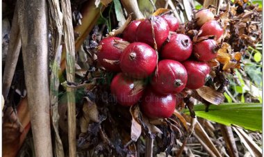 Thảo quả, quả đò ho, tò ho, mac hâu, may mac hâu (Thái) (Amomum tsao-ko Crév. et Lem. (Amomum aromaticum Roxb., Amomum medium Lour.))