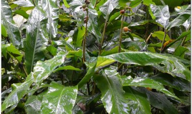 Thảo đậu khấu, thảo khấu nhân, ngẫu tử (Alpinia katsumadai Hayt)