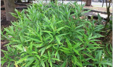 Thanh táo, tần cửu, tần qua, tần giao, thanh táo, thuốc trặc, trường sơn cây (Justicia gendarussa L. (Gendarussa vulgaris Nees.))