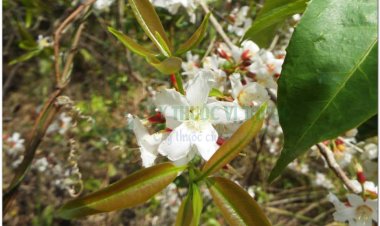 Thành ngạnh, cây đỏ ngọn (Vĩnh Phú), lành ngạnh, ngành ngạnh, may tiên, ti u (Lai Châu) (Cratoxylon prunifolium Dyer (Cratoxylon pruniflorum Kurtz))