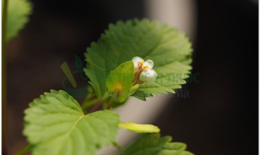 Thanh ngâm, mật đất, cây mật cá, sản đắng, thằm ngăm đất (Curanga amara Juss)