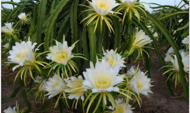 Thanh long, cây mắt rồng, oeil de dragon (Pháp) (Hylocereus undatus (Haw.) Britt & Rose)