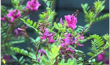 Thanh đại, bột chàm (Indigo pulverata levis)