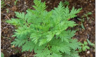 Thanh cao hoa vàng, thanh hao, thanh cao, thảo cao (Artemisia annua L, Artemisia chamomilla)