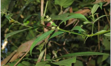 Vị thuốc Dạ cẩm và bài thuốc chữa bệnh (Chữa nhiệt miệng, viêm loét miệng, Chữa viêm dạ dày)