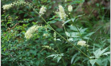 Thăng ma, Thiên thăng ma, Bắc thăng ma, Tây thăng ma, Quảng Đông thăng ma(Cimicifuga heracleifolia Komar, Cimicifuga dahurica Maxim, Cimicifuga foetida L, Serratula sinensis S. Moore)