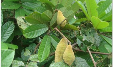 Thàn mát, mác bát, hột mát, duốc cá, thăn mút (Millettia ichthyochtona Drake)