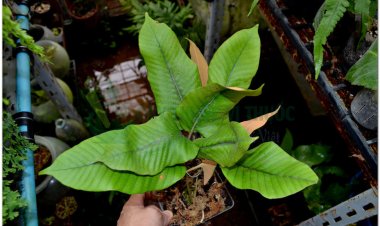 Thạch vĩ, thạch bì, thạch lan, phi đao kiếm, kim tinh thảo (Pyrrosia lingua (Thunb.) Farwell (Cyclophorus lingua Desv., Polypodium lingua Siv.))