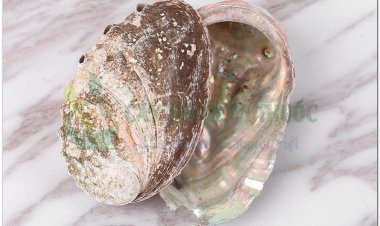 Thạch quyết minh, cửu khổng, cửu khổng loa, ốc khổng, bào ngư (Haliotis diversicolor Reeve, Haliotidis gigantea discus Reeve, Haliotidis ovina Gmelin)