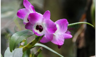 Thạch hộc, kim thoa thạch hộc, thiết bì thạch hộc, kim thạch hộc, câu trạng thạch hộc, hắc tiết thảo, hoàng thảo (Dendrobium sp)