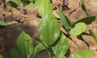 Táo rừng, mận rừng, bút mèo, vang trầm (Rhamnus crenatus Sieb và Zucc. var. camhadianus Tard)