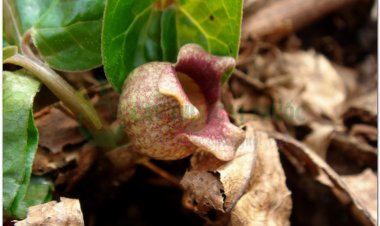 Tế tân (Asarum sieboldii Miq, Herba Asari sieboldi, Asarum heterotropoides F. Schum. var. mandshuricum (Maxim.) Kitag)