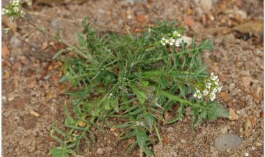 Tề thái, tề, tề thái hoa, địa mễ thái, cải dại (Capsella bursa pastoris (L.) Medic)
