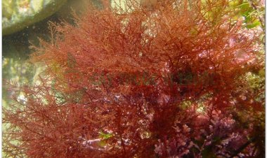 Thạch, quỳnh chi (Gracilaria sp, Gelidium amensii Lamour)