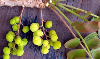 Tầm duột, chùm ruột, chùm giuột, tầm ruộc, mak nhôm (Viêntian) (Phyllanthus distichus Muell, Arg. (Phyllanthus acidus Skeels, Cicca disticha L.))