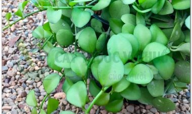 Tai chuột, cây hạt bí, qua tử kim (Dischidia acuminata Cost)