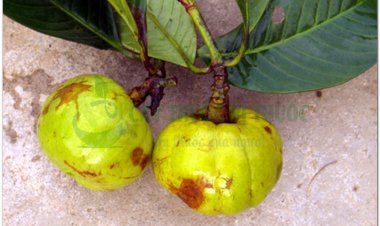 Tai chua, bứa cọng, đằng hoàng quả to (Garcinia pedunculata Roxb, Garcinia cowa Roxb)
