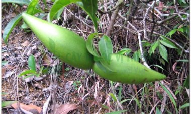 Sừng dê, cây sừng trâu, dương giác nữu, dương giác áo, hoa độc mao ư hoa tử, cây sừng bò (Strophanthus divaricatus (Lour.) Hook. et Arn, (Strophanthus divergens Graham, Penploca divaricata Spreng))