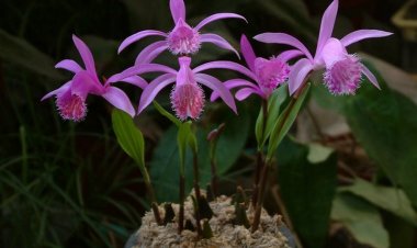 Sơn từ cô, mao từ cô (Pleione bulbocodioides (Franch.) Rolfe (Coelogyne bulbocodioides Franch.))