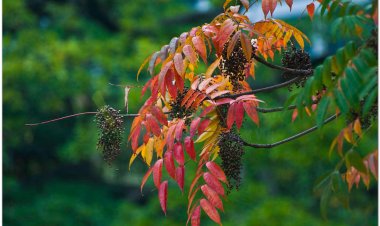 Cây Sơn,  Sơn lắc, tất thụ (Trung Quốc), arbre à laque (Pháp) (Rhus succedanea Linné - Rhus vernicifera D. C.)
