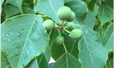 Cây Sòi, ô cửu, ô thụ quả, ô du, thác tử thụ, mộc tử thụ, cửu tử thụ ( Sapium sebiferum (L.). Roxb. (Croton sebiferum L. Stillingia sebifera Michx.))