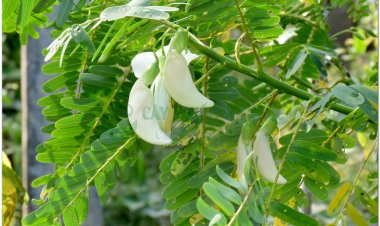 So đũa, dank kaa, angkea dey chhmol (Campuchia), phak dok khe (Lào), fayotier (Pháp) (Sesbania grandiflora Pers, Aeschynomene grandiflora L)