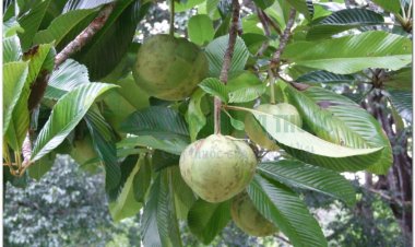 Cây Sổ, sổ bà, thiều biêu, co má sản (Thái) (Dillenia indica L)