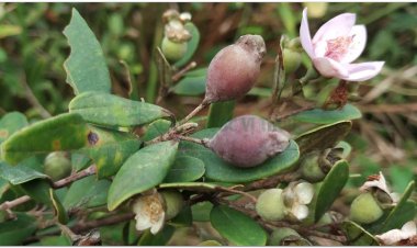 Cây Sim, đương lê, sơn nhậm, nhậm tử, đào kim nương (Rhodomyrtus tomentosa Wight (Myrtus Tomentosa Ait., Myrtus canescens Lour,))