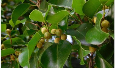Cây Si, cây sanh, chrey pren, chrey krem, andak neak (Campuchia), bo nu xe (Phan Rang) (Ficus benjamina L)