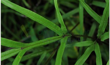Seo gà, phượng vĩ thảo, theo gà, phượng vĩ (Pteris multifida Poir, Pteris Serrulata L.f.)