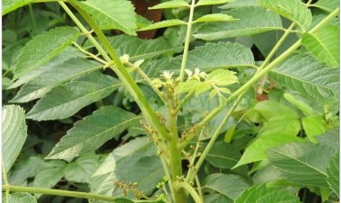 Sầu đâu rừng, cây sầu đâu cứt chuột, hạt khổ sâm, khổ luyện tử, nha đảm tử, chù mền, san đực, cứt cò, bạt bỉnh (Brucea javanica (L.) Merr. (Brucea sumatrana Roxb.))