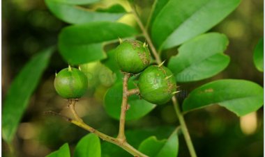 Sấu, sấu trắng, sấu tía (Dracontomelon duperreanum Pierre)