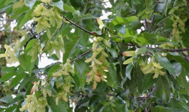 Sao đen, koky (Campuchia), mạy khèn (Lào) (Hopea odorata Roxb)