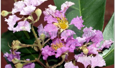 Săng lẻ, bằng lang, bằng lăng, kwer, thao lao, truol (Lagerstroemia calyculata Kurz (syn. Lagerstroemia angustifolia Pierre ex.Lan.))