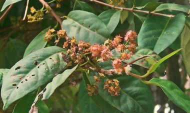 Sắn thuyền, sắn sàm thuyền (Syzygium resinosum (Gagnep) Merr. Ct Perry (Eugenia resinosa))