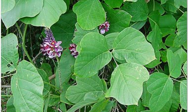 Sắn dây, cát căn, cam cát căn, phấn cát, củ sắn dây (Pueraria thomsoni Benth. (Pueraria triloba Mak., Dolichos spicatus Grah.))