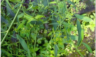 Sài hồ, Bắc sài hồ, Nam sài hồ, sà diệp sài hồ, trúc diệp sài hồ (Bupleurum sinense DC.)