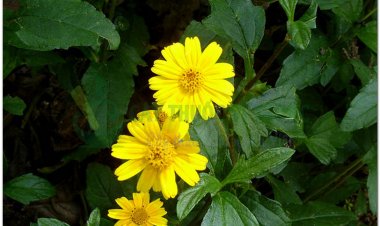 Sài đất, húng trám, ngổ núi, cúc nháp, cúc giáp, hoa múc (Wedelia calendulacea (L.) Less (Verbesina calendulacea L.))