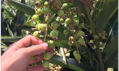 Sa nhân, súc sa mật (Amomum xanthioides Wall, Wurfbainia villosa, Amomum villosum)