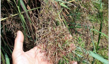 Sả, cỏ sả, lá sả, sả chanh, hương mao (Cymbopogon nardus Rendl (Sả), Cymbopogon flexuosus. Stapf)