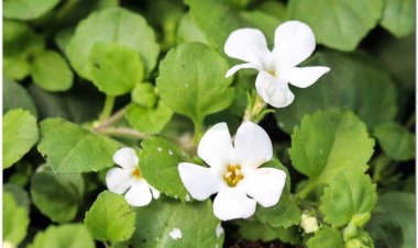 Cây Ruột gà, rau đắng, rau sam trắng, rau sam đắng, ba kích (Bacopa monnieri (L.) Pennell, Herpestis monniera (L.) H. B. K (Gratiola monniera L. , Septas repens Lour., Bramia Indica Lamk))