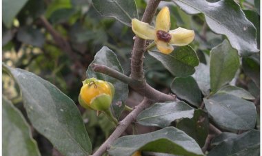 Cây Ruối, duối, snai, som-po, ta-ko, re-mo (Streblus asper Lour)