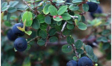 Rung rúc, rút dế, cứt chuột, đồng bìa (Berchemia lineata (L.) DC)