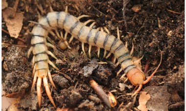 Con Rết, ngô công, thiên long, bách túc trùng, bách cước (Scolopendra morsitans L)