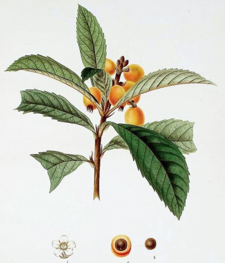 Nhót tây, Nhót Nhật Bản, Tỳ bà diệp (Eriobotrya japonica)