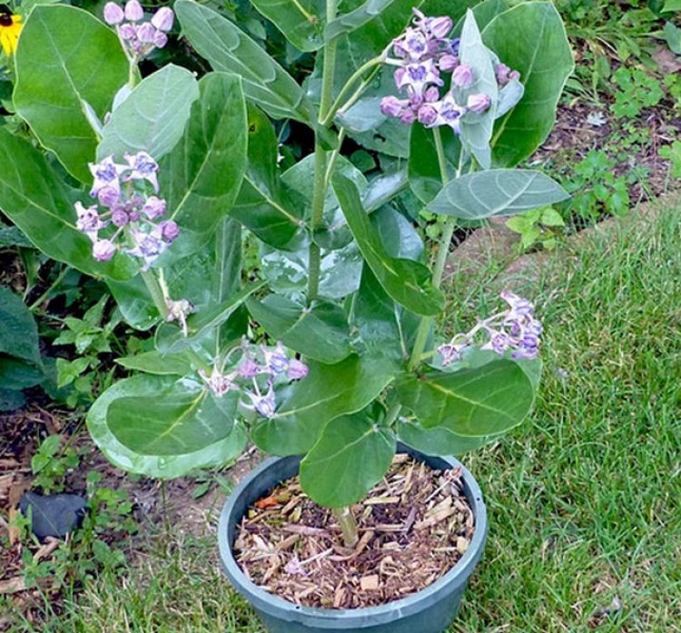 Bồng bồng to, Cây lá hen, bông bông (Calotropis gigantea (Willd.) Dryand. Ex Ait. F)