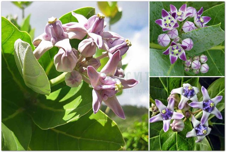 Bồng bồng to, Cây lá hen, bông bông (Calotropis gigantea (Willd.) Dryand. Ex Ait. F)