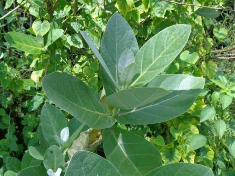 Bồng bồng to, Cây lá hen, bông bông (Calotropis gigantea (Willd.) Dryand. Ex Ait. F)